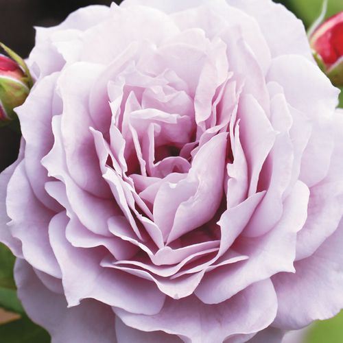 Vendita, rose rose nostalgiche - porpora - Rosa Novalis ® - rosa dal profumo discreto - W. Kordes’ Söhne® - ,-